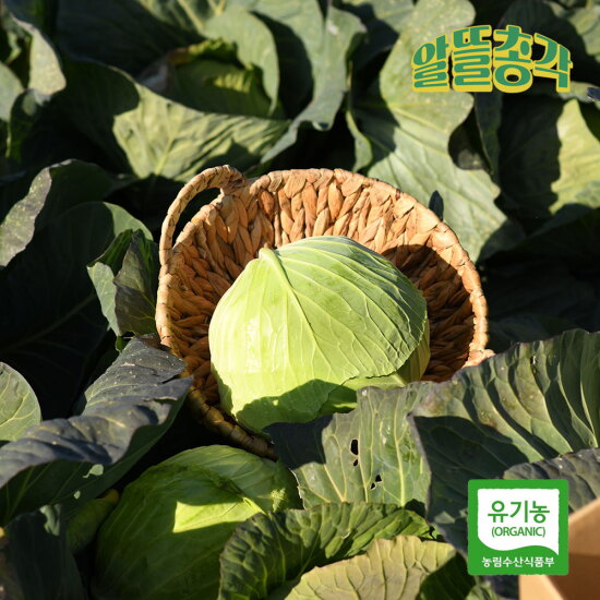 [알뜰총각][알뜰총각] 해풍 맞고 자란 제주 산지직송 유기농 겨울 양배추 6kg