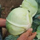 [알뜰총각][알뜰총각][3통] 임자도 양배추 특상품 3통(통당 1.5kg 내외)