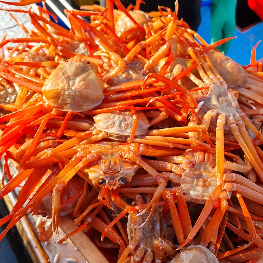 구룡포 일품대게 인정에프앤비 [일품대게]실속형 구룡포 연지 홍게 3kg (9-12마리)