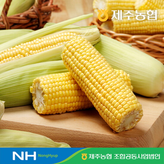 [햇살바람]제주농협 초당옥수수 10개입 3kg 내외(15cm이상/특품)