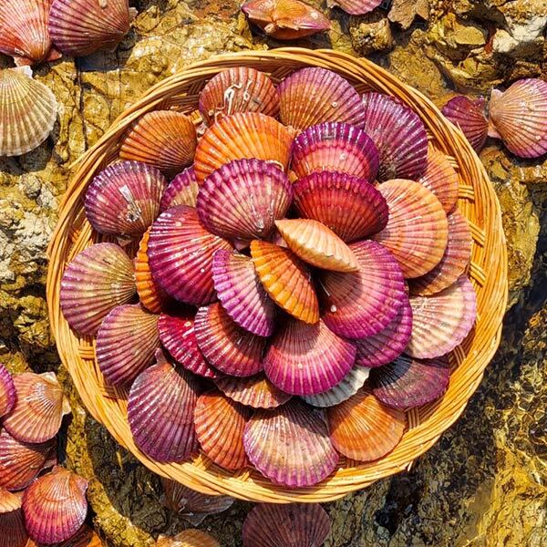 덕이네 물맛남 통영직송 달큰한 활 홍가리비 3kg