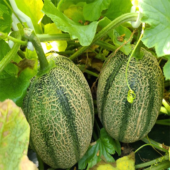 칸탈로프 메론 5kg