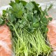 [알뜰총각][알뜰총각] 국내산 봄나물 밀양 참나물 1kg