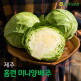 [햇살바람]제주 홈런 미니 양배추 6kg(7-9개입)