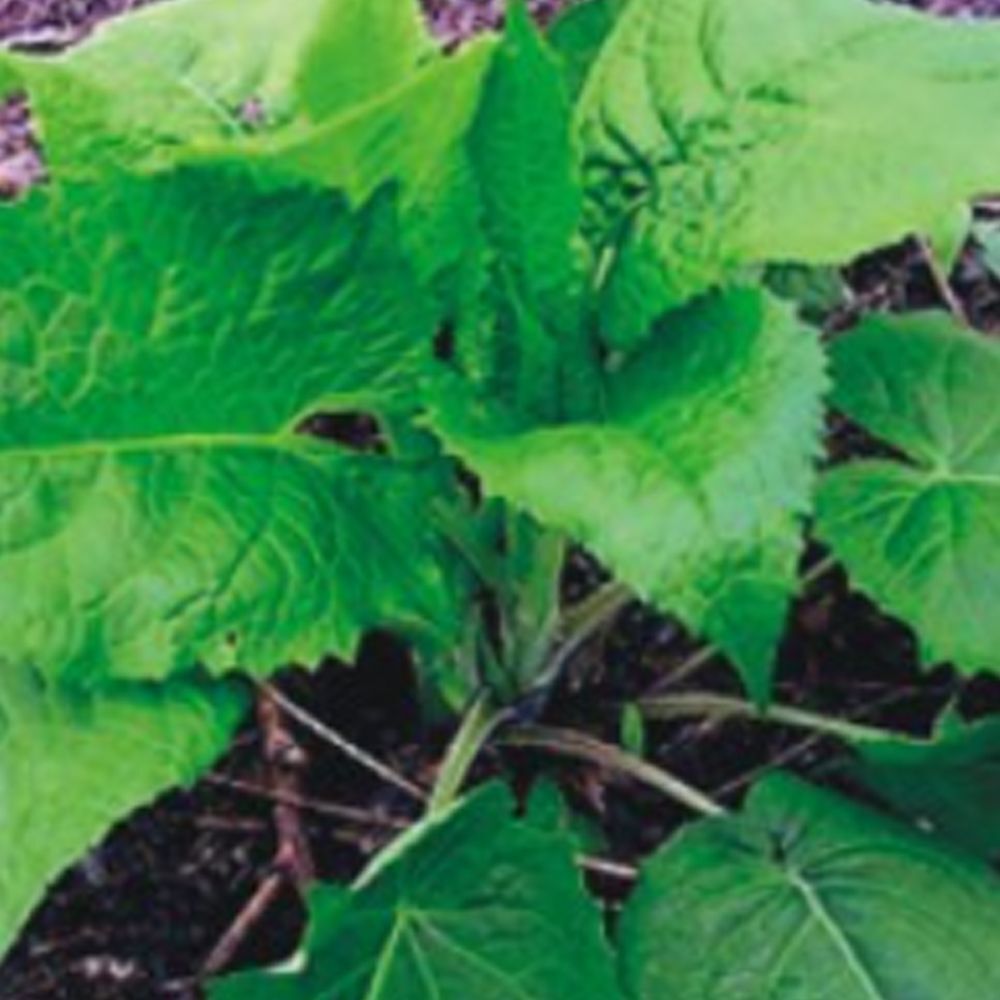 알티피아 국산 쌈 곤드레 식물 산 나물 씨앗 품종 종자 100립