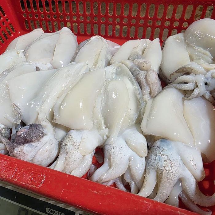 춘복상회협력업체 셀러허브 식품 국산 손질 생물 갑오징어 800g 10-13미 손질 갑오징어 회 생갑오징어 생오징어 생물오징어 통오