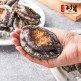 [기삼전복]진도 기삼 왕특대이상 활전복 140g이상 10미(1.4kg)