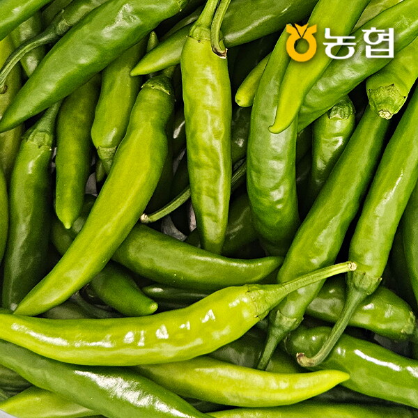 맛나미 농협선별 신선한 청양고추 1kg