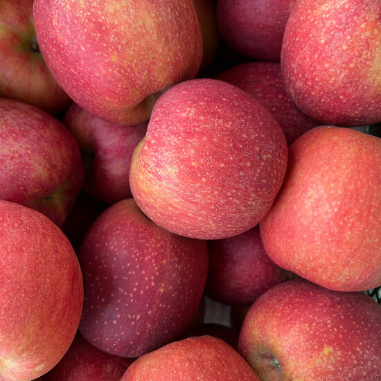 [알뜰총각][알뜰총각][중/2kg] 풍기금계농장 GAP 고당도 감홍사과 정품 2kg 중과(7-8과)