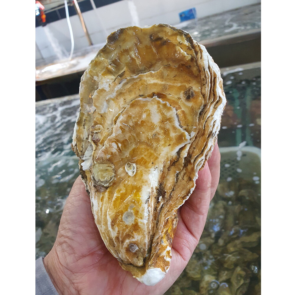 초록초록팜 산지직송 프리미엄 최상급 삼배체굴 10kg 고성 석화 생굴 제철해산물 새참굴 수출 바위굴 석굴 통영