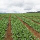 [알뜰총각][알뜰총각][5kg] 산지직송 제주 월동 세척무 5kg(개당 700-2500g 내외)