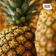 [돌][Dole 본사직영] 스위티오 골드파인애플 4개 (개당 1.7kg 내외)