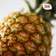[돌][Dole 본사직영] 스위티오 골드파인애플 4개 (개당 1.7kg 내외)