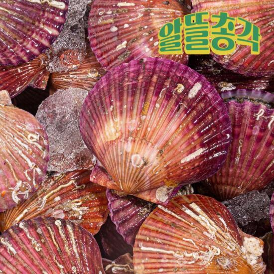 [알뜰총각][알뜰총각][일반/4kg] 고흥 산지직송 홍가리비 활가리비 일반 4kg