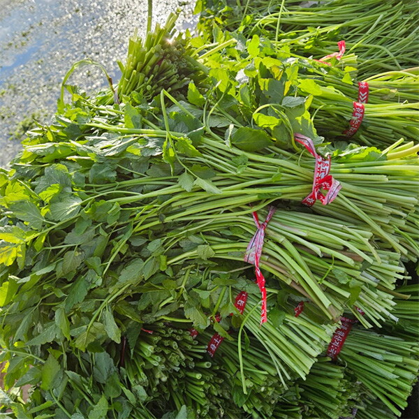 자연맛남 김해평야 미나리 450g내외 x 2단